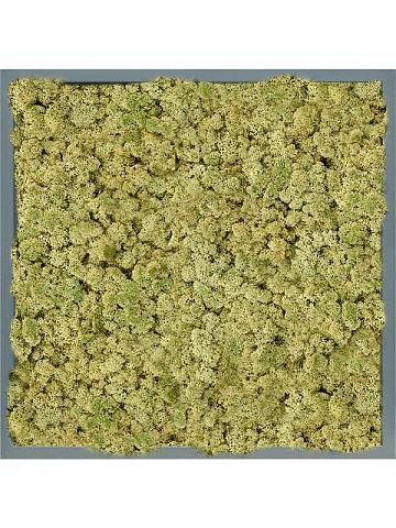 Картина из мха mdf ral 7016 satin gloss 100% reindeer (oldgreen)