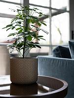 Кашпо Bernt pot shiny gold D19 H16 см