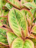 Аглаонема Салмон Фэнтези H35 D19 см