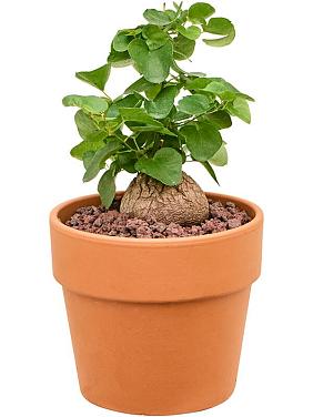 Диоскорея cлоновая Диоскорея cлоновая