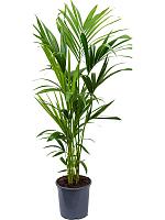 Ховея Форстера H120 D21 см