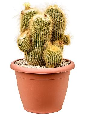 Пародия Ленингхауза Пародия Ленингхауза