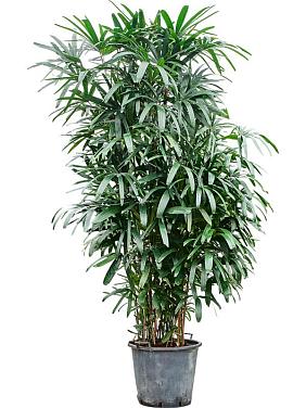 Рапис высокий