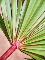 Латания лонтароидная H140 D38 см