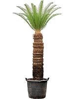 Цикас Революта H220 D60 см