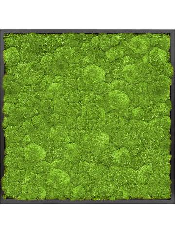 Картина из мха mdf ral 9005 satin gloss 100% ball moss Картина из мха mdf ral 9005 satin gloss 100% ball moss