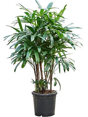 Рапис высокий Рапис высокий