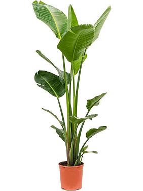 Стрелиция Николая Стрелиция Николая