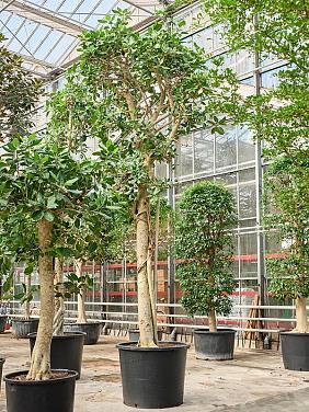 Фикус Бенгальский Одри