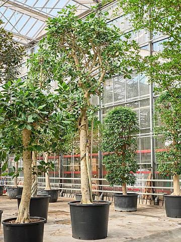 Фикус Бенгальский Одри