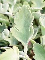 Каланхоэ Бехарское H35 D17 см