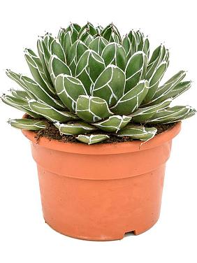 Агава королевы Виктории зеленая Агава королевы Виктории зеленая