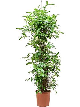 Драцена Суркулоза (Годсефа) Драцена Суркулоза (Годсефа)