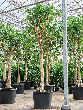 Фикус Альтиссимо