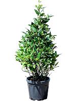 Лавровое дерево (Лавр благородный) пирамида H90 D25 см