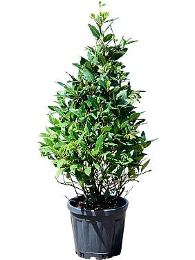 Лавровое дерево (Лавр благородный) пирамида Лавровое дерево (Лавр благородный) пирамида