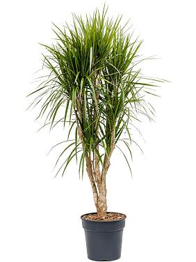 Драцена Маргината окаймленная разветвленная Драцена Маргината окаймленная разветвленная