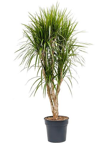 Драцена Маргината окаймленная разветвленная Драцена Маргината окаймленная разветвленная