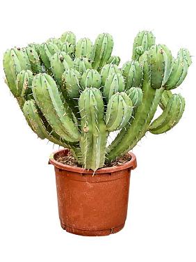 Миртиллокактус Геометрический Миртиллокактус Геометрический