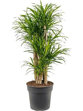 Драцена Анита вариегата Драцена Анита вариегата