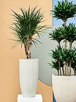 Драцена Маргината окаймленная разветвленная H140 D27 см