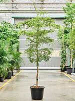 Буцида Буцерас (Терминалия) H325 D55 см