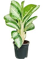 Аглаонема Анук H60 D17 см