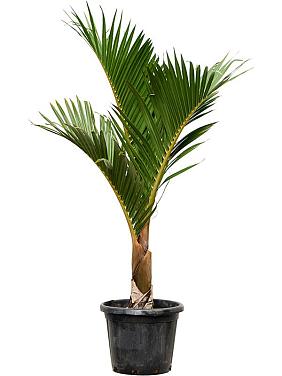 Гиофорба Вершаффельта бутылочная Гиофорба Вершаффельта бутылочная