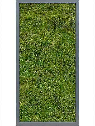 Картина из мха mdf ral 7016 satin gloss 100% flat moss Картина из мха mdf ral 7016 satin gloss 100% flat moss