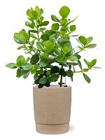 Кашпо Chao pot concrete D32 H37 см