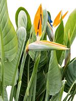 Стрелиция Королевская Регина H130 D40 см