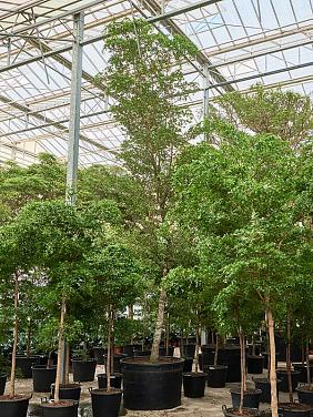 Буцида Буцерас (Терминалия)