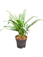 Аглаонема Кутласс H45 D14 см