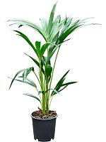 Ховея Форстера H60 D13 см