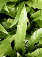 Асплениум Антикум H50 D21 см