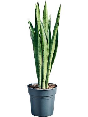 Сансевиерия Сильвер Мист Сансевиерия Сильвер Мист