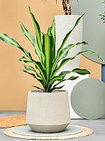 Драцена Фрагранс Берли H80 D24 см