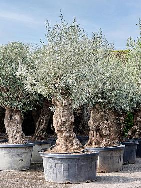 Оливковое дерево (Олива европейская)