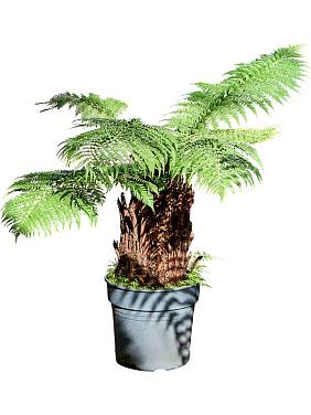 Диксония антарктическая