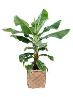 Кашпо Bohemian zayn xxs bamboo D37 H36 см Кашпо Bohemian zayn xxs bamboo D37 H36 см