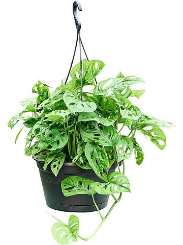 Монстера Обликва ампельная