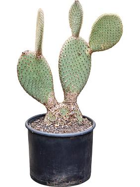 Опунция Пайлана Опунция Пайлана