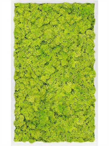 Картина из мха mdf ral 9010 satin gloss 100% reindeer moss (spring green) Картина из мха mdf ral 9010 satin gloss 100% reindeer moss (spring green)