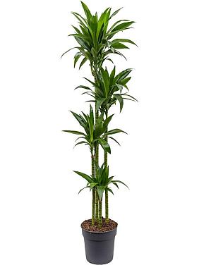 Драцена Фрагранс Джанет Крейг 4 ствола Драцена Фрагранс Джанет Крейг 4 ствола