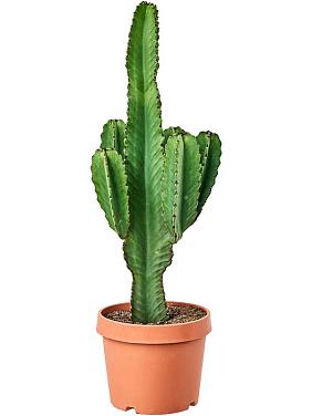 Молочай великий (Эуфорбия Ингенс) Молочай великий (Эуфорбия Ингенс)