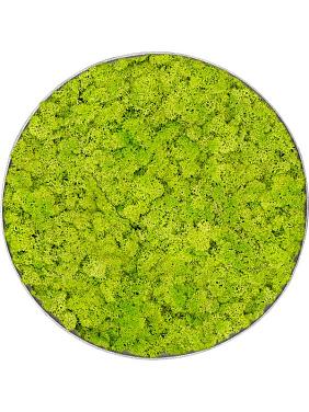Картина из мха nova frame natural-concrete reindeer moss (spring green) Картина из мха nova frame natural-concrete reindeer moss (spring green)