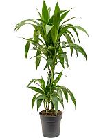 Драцена Фрагранс Джанет Крейг 2 ствола H90 D19 см