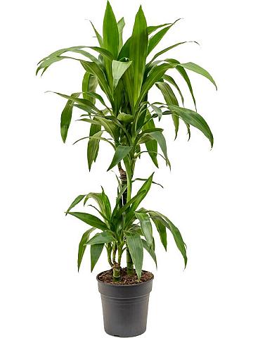 Драцена Фрагранс Джанет Крейг 2 ствола Драцена Фрагранс Джанет Крейг 2 ствола