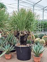 Дазилирион пильчатолистный разветвленный H180 D70 см