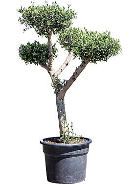 Оливковое дерево (Олива европейская)